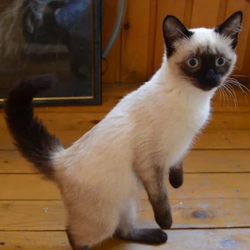 gatto siamese, gatto siamese, roccia siamese, gattino siamese, gattino siamese