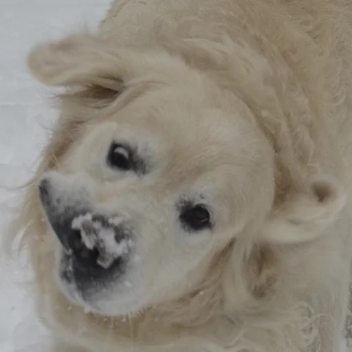 cachorro, alabay, perro, perro retriever, alabay es un cachorro blanco