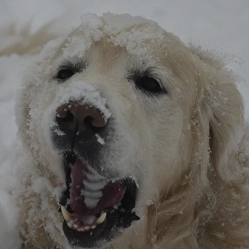 perdiguero, perro retriever, golden retriever, la raza es golden retriever, el golden retriever se está balanceando