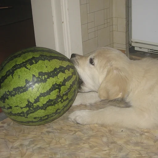 wassermelonen, tiere, tiere witze, wassermelonen demotivator, tiere sind interessant