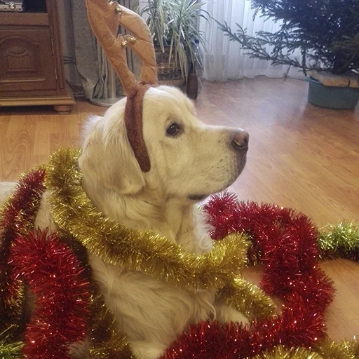 labrador, anak anjing labrador, anjing pemburu, labrador, labrador tahun baru lucu