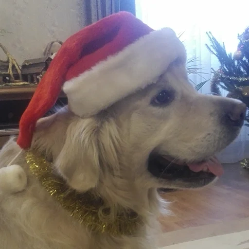 dog, hound, new year dog, golden retriever santa claus, golden retriever