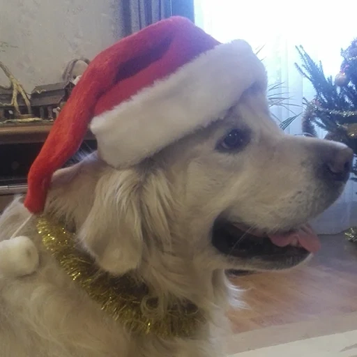 cane, segugio, cane di capodanno, babbo natale golden retriever, golden retriever