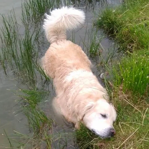 retriever, chien de retriever, golden retriever, chien de race de retriever, dirty golden retriever