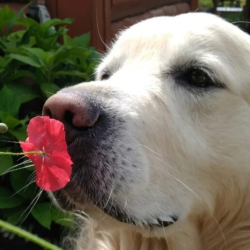 labrador, retriever, golden retriever, golden retriever, le chien est un golden retriever