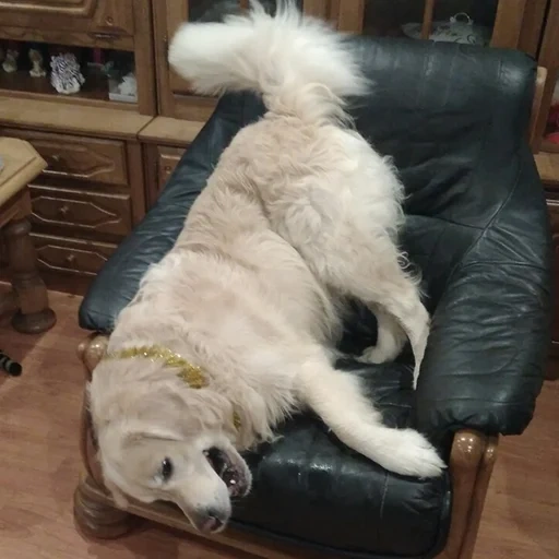 cane, cane maschio, cane di montagna, un cane gigante, cane da slitta dell'alaska