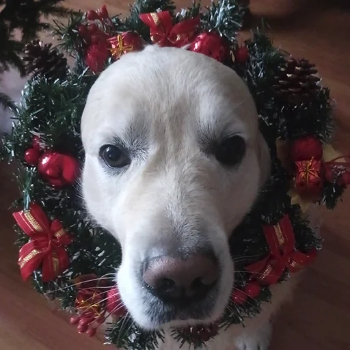 hund, tiere, der hund ist ein tier, hund weihnachten, haustiere