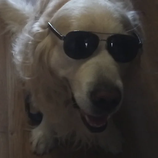 perros, perro retriever, un perro de gafas cuadradas