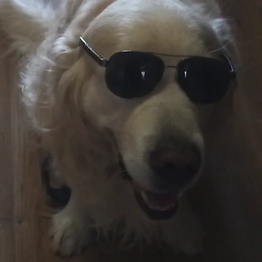 puppy, hound, dog with square glasses