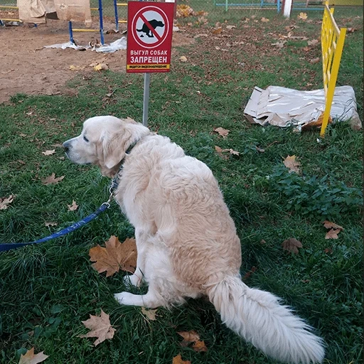 animaux, le chien avec une flèche, chien de retriever, le chien est un animal, golden retriever