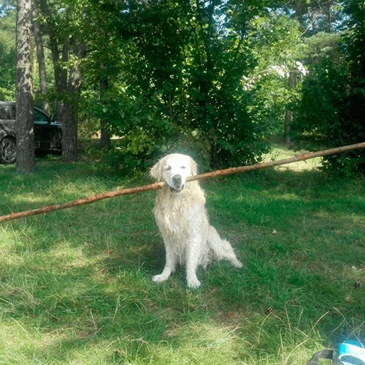 retriever, gardien de chien, golden retriever, chien de race de retriever, chien de retriever doré