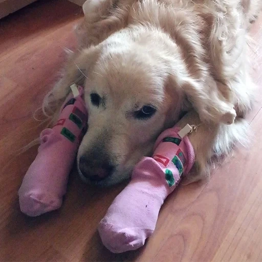 perro, perros, perdiguero, retriever de perros, mascotas