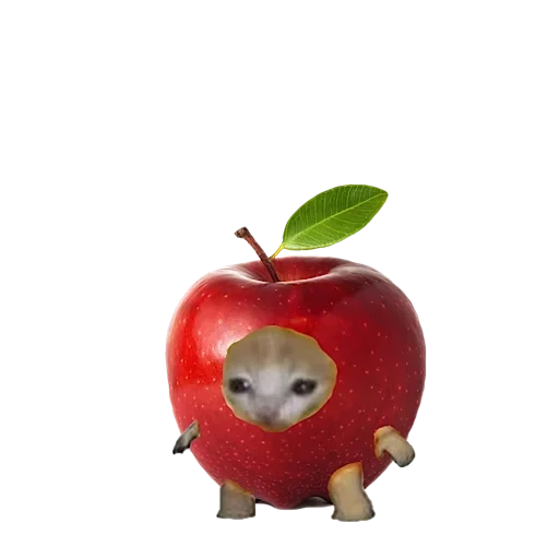 apple fruit, animals are cute, animals are ridiculous, animals are interesting, feline vegetables and feline fruits