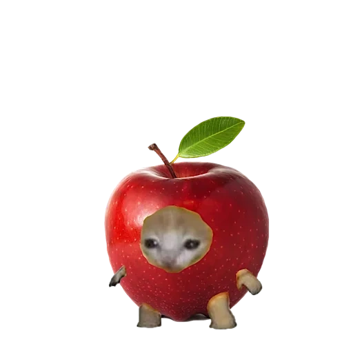 fruits de la pomme, les animaux sont mignons, les animaux sont ridicules, les animaux sont drôles, légumes félins fruits félins