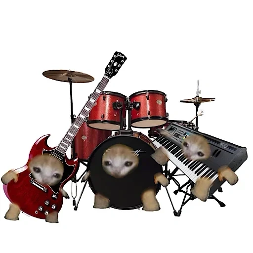 drum, roller, drum cat, cat drummer, tympanic rhythm