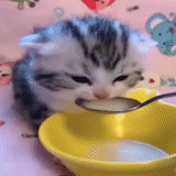 animals are interesting, pets, the kitten is drinking milk, a charming kitten, the kitten drinks milk with a spoon