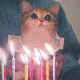 gato, scott, animales ridículos, fiesta de cumpleaños de gato, animales divertidos