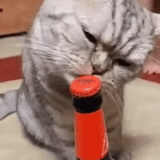 kucing, kucing, kucing itu lucu, kucing lucu, kucing membuka botol