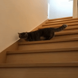 gato, gato, escalera, animales lindos, animales ridículos