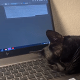 chat, kote, chat, programmeur de chat, les programmes cat