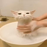 gatto, gatto, un gatto, un gatto lavato, animali domestici