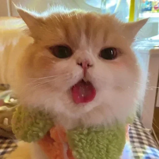 кот, cat, mlem cat, экзотическая кошка, милые котики смешные