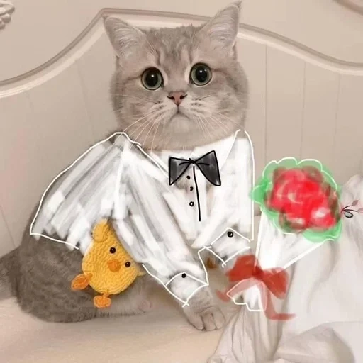 кот, кошка, котик, кот кот, костюм кошки