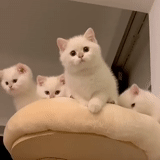 кот, кошка, котики, домашние животные, белый британский кот