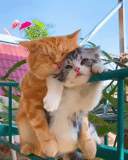 cat love, funny cat, lovely seal, seal relationship, cute cats are funny