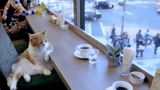 der kater, katzencafé, traurige katze, die katze ist am tisch, die katze sitzt am tisch