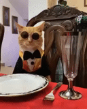 cats, félins, kurt, mèmes de chat, chat de verre à vin