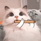 gato, gato, steam, gato de flauta, animal lindo