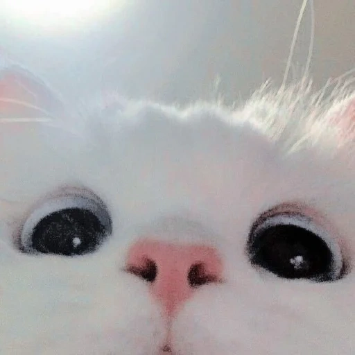 un bel sigillo, cute white cat moe, carino gatto cuore, carino gatto cuore, foto di sigillo carino