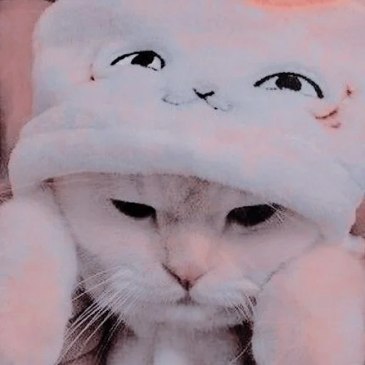 gatto carino, un bel sigillo, estetica del gatto adorabile, gatto carino è divertente, estetica del gattino carino