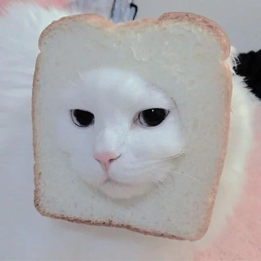 cats, cute cats, cat of bread, memic cute cat, cute cats are funny