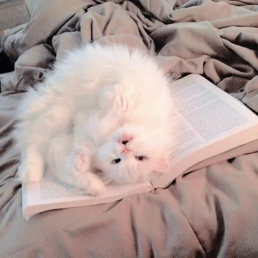 chat, chat moelleux, chaton endormi, animaux drôles, chat fatigué blanc