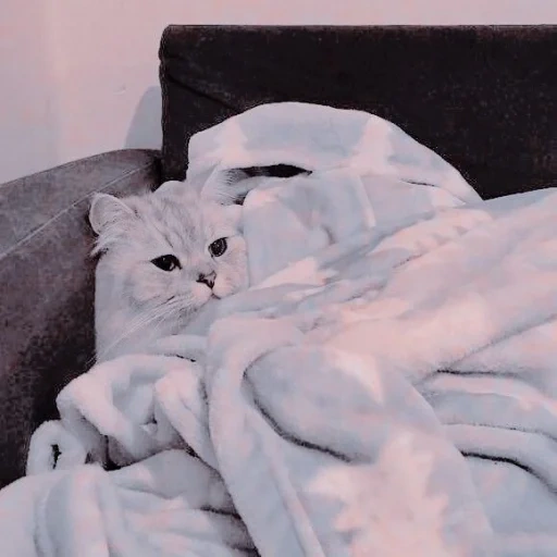 кот, кошка, котики, кот одеялке, милые котики