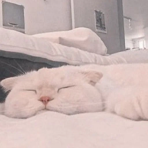 кот, сон кошки, twitch.tv, белая кошка, кошка домашняя