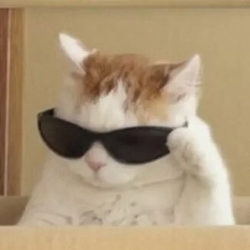 gato con gafas, meme de gato genial, gafas negras