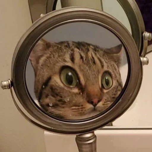 cat, cats, mirror cat, mirror cat, the cat is looking in the mirror