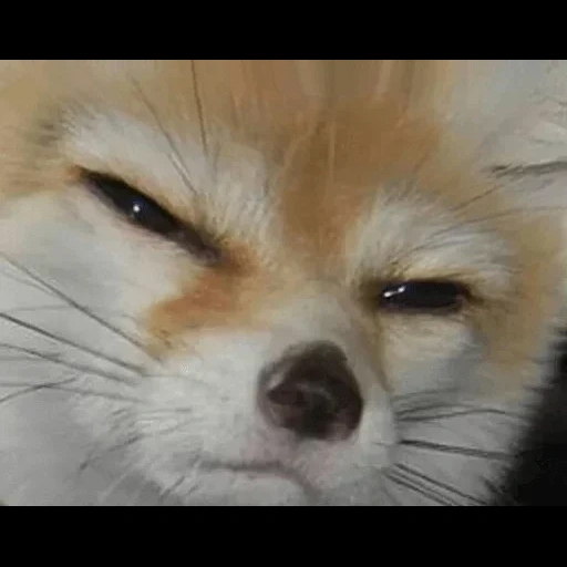 fox face, fox, animals are cute, suspicious fox, fox meme sighs patiently