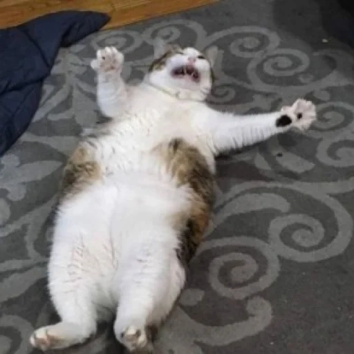meme de gato, gatos engraçados, gato gordo, os gatos são engraçados, memes de gatos cansados