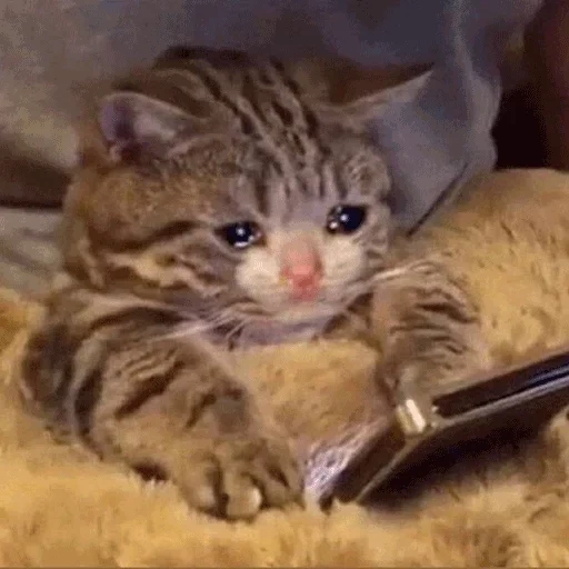 кот, кот кот, плачущие коты, грустный котик, котик телефоном