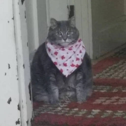 gatto gatto, foulard per gatti, gatto è divertente, ciliegie dolci per gatti, gatto porta la ciliegia con un fazzoletto