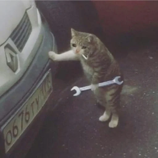 gato, gatos, gatos, mecánico de gatos, el gato con una llave