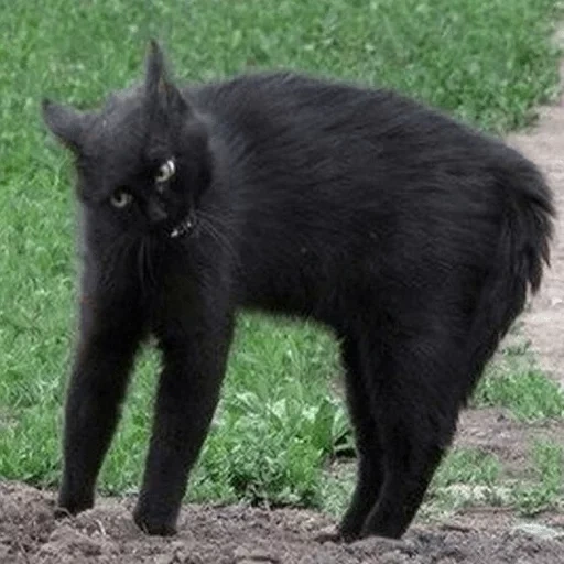 черный кот, кошка черная, чёрная кошечка, черная кошка кфу, дворовый чёрный кот