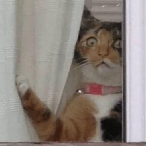 кот, кошечка, забавные кошки, смешные животные, котик выглядывает окно