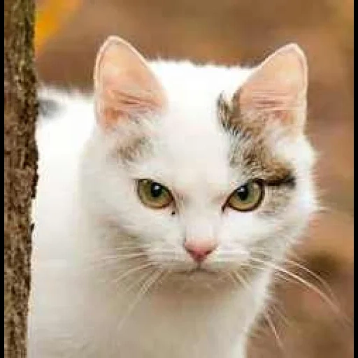 кошка белая, метис кошка, кошка као мани, красивая белая кошка, порода кошек као мани