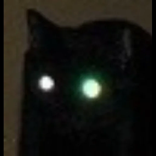 глаза темноте, морда черной кошки, кошачьи глаза темноте, кот светящимися глазами, черный кот светящимися глазами