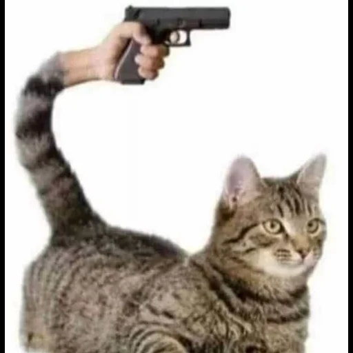 cat, кот пистолетами, кот пистолетом мем, коты мемы пистолетами, кот стреляет пистолета